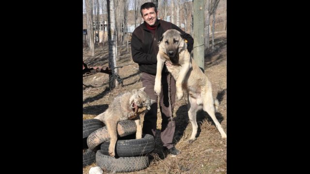 Şehre İnen Kurdu, Kangal Köpeği Boğdu