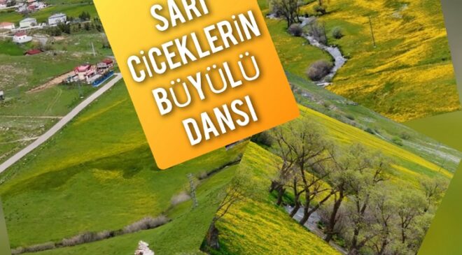 Akhisar ve  Sarıçiçek köylerinde sarı çiçeklerin büyülü dansı