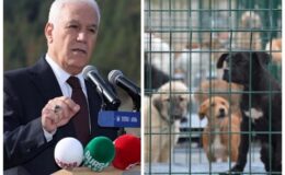 Bursa Büyükşehir Barınağında Pozitif Akım Sistemi Tartışmasında Tepkiler Çığ Gibi