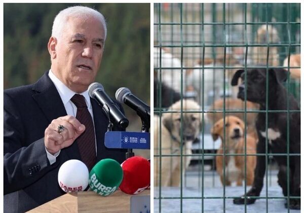 Bursa Büyükşehir Barınağında Pozitif Akım Sistemi Tartışmasında Tepkiler Çığ Gibi